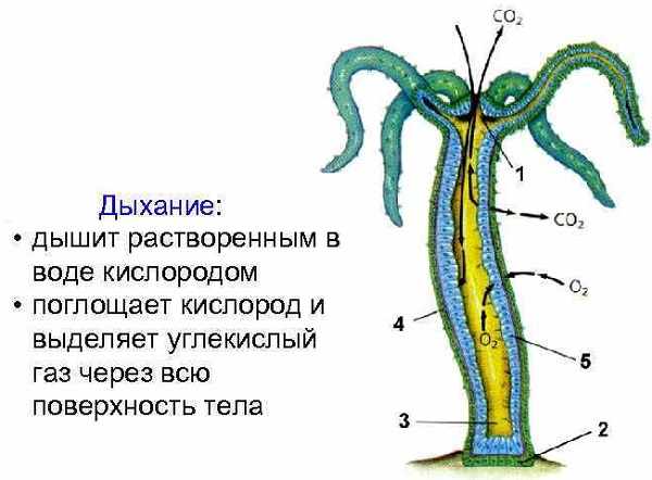 Сайт krn